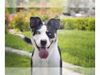 American Pit Bull Terrier-Huskies Mix DOG FOR ADOPTION RGADN-1264881 - Elmo Fudd