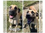 Great Dane DOG FOR ADOPTION RGADN-1264884 - Aspen - Great Dane / Mastiff Dog For