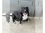 American Pit Bull Terrier-Dachshund Mix DOG FOR ADOPTION RGADN-1264885 - Tron -
