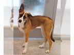 Border Collie Mix DOG FOR ADOPTION RGADN-1264898 - DIAMOND - Border Collie /