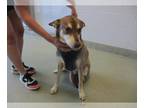 German Shepherd Dog-Siberian Husky Mix DOG FOR ADOPTION RGADN-1264913 - BENJI -
