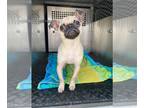 Pug DOG FOR ADOPTION RGADN-1264925 - LILY - Pug (medium coat) Dog For Adoption