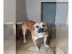 Boxer DOG FOR ADOPTION RGADN-1264937 - JORDY - Boxer (medium coat) Dog For