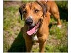 Boxer Mix DOG FOR ADOPTION RGADN-1264940 - BENTLEY - Boxer / Mixed (medium coat)