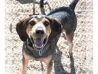 Bluetick Coonhound Mix DOG FOR ADOPTION RGADN-1264952 - ODEN - Bluetick