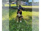 German Shepherd Dog Mix DOG FOR ADOPTION RGADN-1264953 - OLIVIA - German