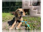 Beagle Mix DOG FOR ADOPTION RGADN-1264954 - LILLY - Beagle / Mixed (medium coat)