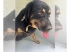 Labrottie DOG FOR ADOPTION RGADN-1264957 - MAX - Labrador Retriever / Rottweiler