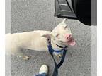 Labralas DOG FOR ADOPTION RGADN-1264962 - ASTRID - Labrador Retriever / Vizsla /