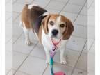 Beagle DOG FOR ADOPTION RGADN-1264963 - Buzz - Beagle Dog For Adoption