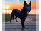 German Shepherd Dog Mix DOG FOR ADOPTION RGADN-1264981 - CARDAMOM - German