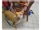 American Staffordshire Terrier Mix DOG FOR ADOPTION RGADN-1264985 - DAKOTA -