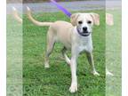 Affenpinscher-Labrador Retriever Mix DOG FOR ADOPTION RGADN-1264997 - Puddin