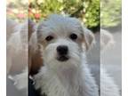 Poodle (Miniature) Mix DOG FOR ADOPTION RGADN-1265002 - Dusty - Terrier / Poodle