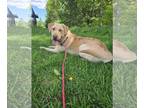 Labrador Retriever DOG FOR ADOPTION RGADN-1265013 - Charlie - Labrador Retriever