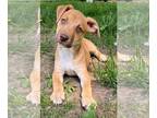 Labrador Retriever Mix DOG FOR ADOPTION RGADN-1265019 - ELISE - Labrador