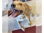American Pit Bull Terrier DOG FOR ADOPTION RGADN-1265035 - MAVERICK - Pit Bull