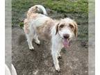 Goldendoodle DOG FOR ADOPTION RGADN-1265039 - **PRETTY BOY** - Golden Retriever