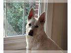 Mix DOG FOR ADOPTION RGADN-1265042 - Silvia - White German Shepherd (long