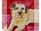 Dandie Dinmont Terrier-Glen of Imaal Terrier Mix DOG FOR ADOPTION RGADN-1265046