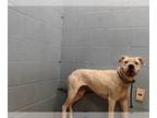 Boxer DOG FOR ADOPTION RGADN-1265056 - BUBBLES - Boxer (medium coat) Dog For
