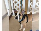 Boston Terrier Mix DOG FOR ADOPTION RGADN-1265075 - Billy - Boston Terrier /