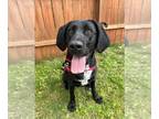 Labrador Retriever-Plott Hound Mix DOG FOR ADOPTION RGADN-1265085 - Maggie -