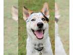 Huskies Mix DOG FOR ADOPTION RGADN-1265103 - Ozzie - Australian Cattle Dog/Blue