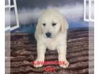 Golden Retriever DOG FOR ADOPTION RGADN-1265104 - Laverne Cox - Golden Retriever