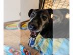 Dachshund-Labrador Retriever Mix DOG FOR ADOPTION RGADN-1265120 - Buzz -