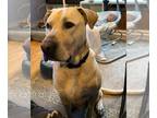 Great Dane-Labrador Retriever Mix DOG FOR ADOPTION RGADN-1265125 - XP Duke -