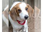 Beagle Mix DOG FOR ADOPTION RGADN-1265134 - Thea - Beagle / Mixed Dog For