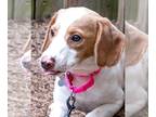 Beagle Mix DOG FOR ADOPTION RGADN-1265136 - Nicole - Beagle / Mixed Dog For
