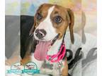Beagle Mix DOG FOR ADOPTION RGADN-1265137 - Tabitha - Beagle / Mixed Dog For