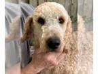 Labradoodle DOG FOR ADOPTION RGADN-1265143 - Beckett - Labrador Retriever /