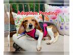 Beagle DOG FOR ADOPTION RGADN-1265145 - Ginnie - Beagle Dog For Adoption