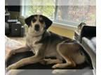 Beagle-Huskies Mix DOG FOR ADOPTION RGADN-1265154 - Buster - Beagle / Husky /