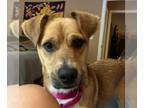 Beagle-Feist Terrier Mix DOG FOR ADOPTION RGADN-1265165 - Chuck - Feist / Beagle