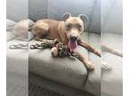 American Pit Bull Terrier Mix DOG FOR ADOPTION RGADN-1265169 - Rusty - Pit Bull