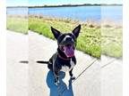 Australian Kelpie-Border Collie Mix DOG FOR ADOPTION RGADN-1265170 - DAE DAE -