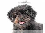 Shih Tzu DOG FOR ADOPTION RGADN-1265171 - SUGAR - Shih Tzu (medium coat) Dog For