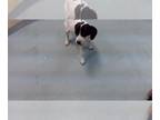 Treeing Walker Coonhound Mix DOG FOR ADOPTION RGADN-1265185 - TOPAZ - Treeing