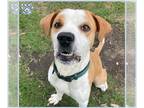 American Foxhound-Staffordshire Bull Terrier Mix DOG FOR ADOPTION RGADN-1265186