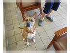 Carolina Dog Mix DOG FOR ADOPTION RGADN-1265205 - DARLA - Carolina Dog / Mixed