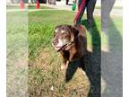 Labrador Retriever DOG FOR ADOPTION RGADN-1265208 - COCOA - Labrador Retriever