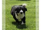 Golden Retriever DOG FOR ADOPTION RGADN-1265231 - Amber - Golden Retriever /