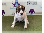 Treeing Walker Coonhound Mix DOG FOR ADOPTION RGADN-1265238 - RYDER - Treeing