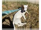 Basset Hound-Labrador Retriever Mix DOG FOR ADOPTION RGADN-1265283 - FOX -