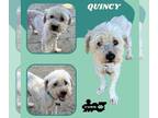 Lhasa-Poo DOG FOR ADOPTION RGADN-1265285 - Quincy - Lhasa Apso / Poodle
