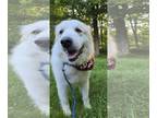 Golden Retriever Mix DOG FOR ADOPTION RGADN-1265286 - Yeti - Golden Retriever /